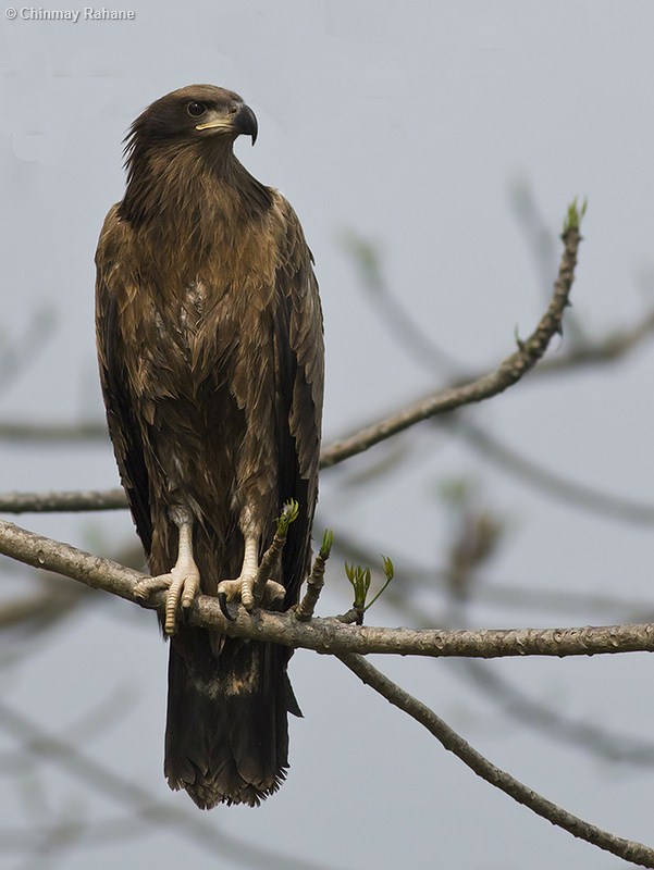 Pallas's Fish Eagle